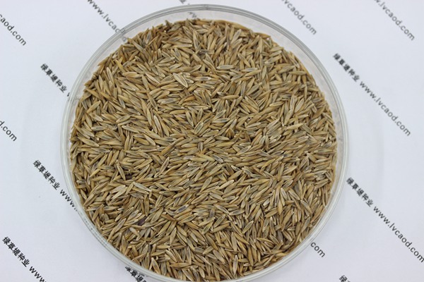 高羊茅種子 高羊茅種子