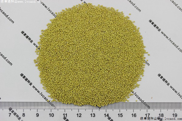 四季青草坪種子 四季青草坪種子