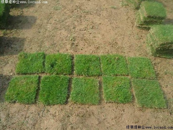 臺(tái)灣草草坪正確的澆水時(shí)間