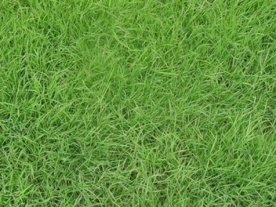 中華結(jié)縷草一年四季都是常綠的嗎？