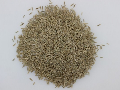 多年生黑麥草草籽價(jià)格是多少