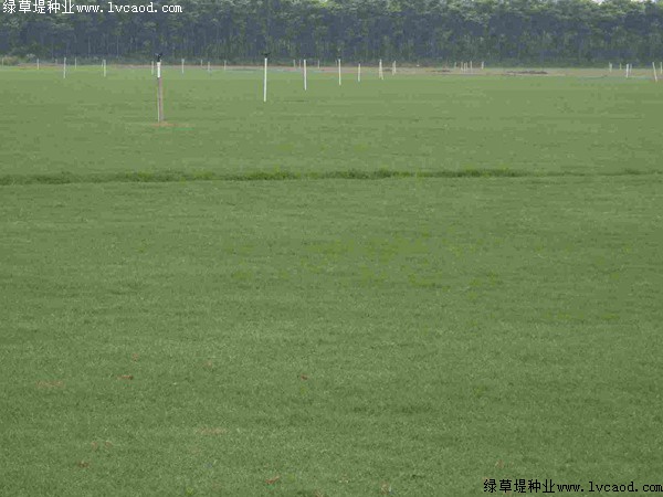 百慕大草坪夏天會死嗎？