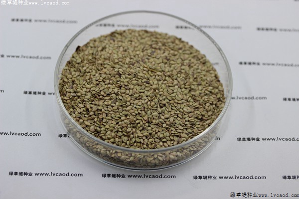 百喜草草籽多少錢一斤，一畝地需要多少種子