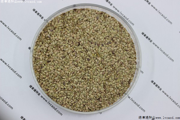 百喜草草籽多少錢一斤，一畝地需要多少種子