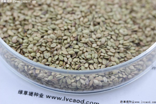百喜草草籽多少錢一斤，一畝地需要多少種子