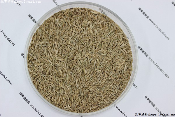我的手機 2019/8/12 10:33:04 黑麥草草籽多少錢一斤，一畝地需要多少種子