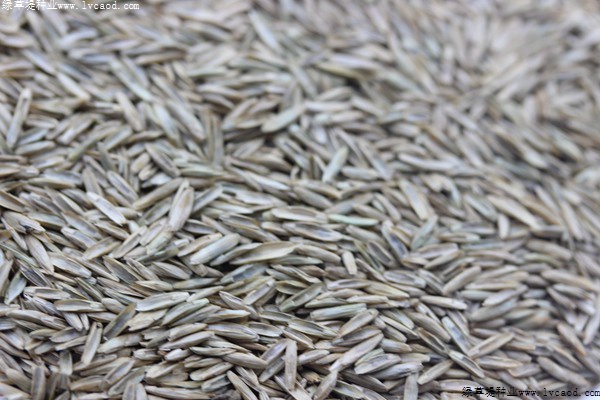 我的手機 2019/8/12 10:33:04 黑麥草草籽多少錢一斤，一畝地需要多少種子