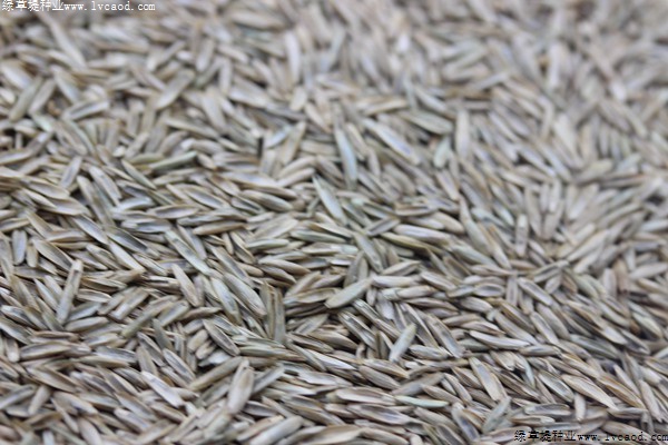我的手機 2019/8/12 10:33:04 黑麥草草籽多少錢一斤，一畝地需要多少種子
