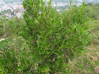 車(chē)桑子種子