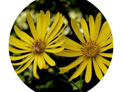 串葉松香草種子