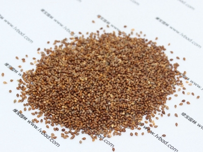 紫花地丁種子價格_圖片_種植方法