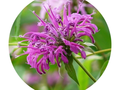 美國(guó)薄荷種子