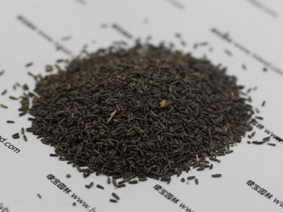 草原松果菊種子