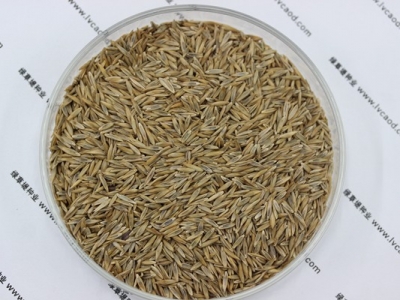 高羊茅種子的零售價(jià)格是多少錢？