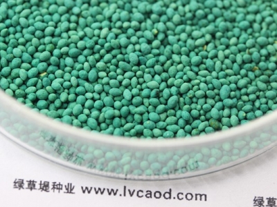 百慕大草坪可以做到四季常青嗎？
