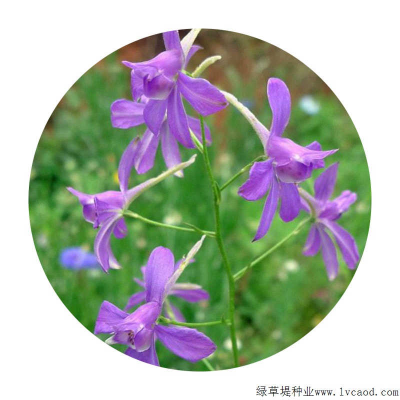 千鳥(niǎo)草