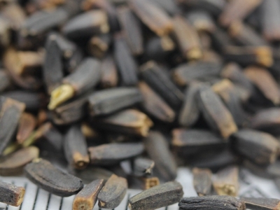 堆心菊種子播種后多長(zhǎng)時(shí)間開(kāi)花？