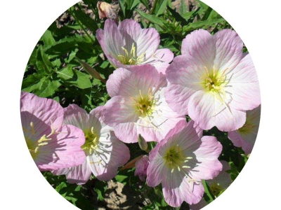 夜來香的花語是什么？代表著什么特殊含義？