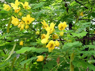 庭院種植七里黃種子的零售價(jià)格是多少？