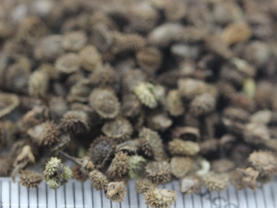 勿忘我種子播種之后要多久可以開花？