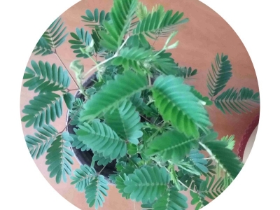 含羞草種子零售價格是多少錢？