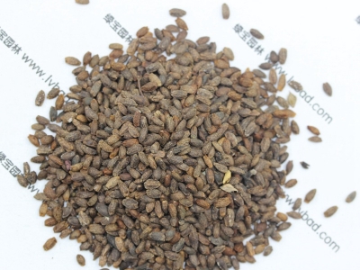 一串紅種子播種之后要多久才可以開花？