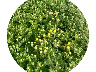 地被菊種子的市場價(jià)格是多少錢？