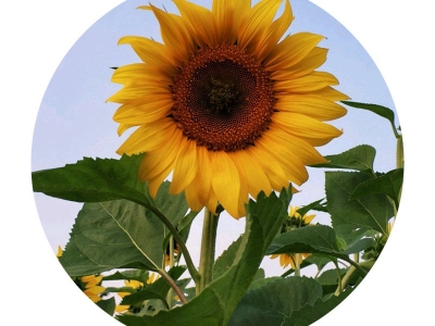 向日葵的花語是什么？有什么特殊的含義？