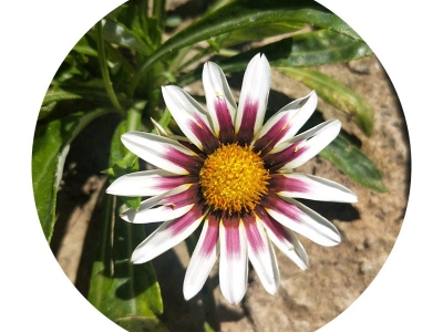 勛章菊的花語是什么？代表著什么含義？
