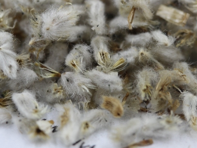 永生菊種子的市場價格具體為多少？