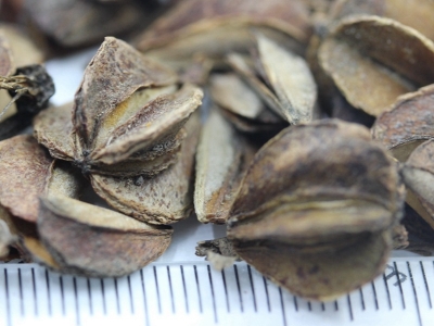 中國(guó)傳統(tǒng)花卉杜鵑種子的價(jià)格是多少？