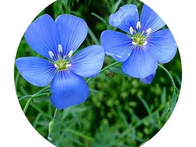 藍(lán)花亞麻種子播種后開(kāi)花需要多長(zhǎng)時(shí)間？