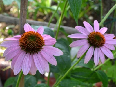 松果菊的花語是什么？松果菊代表著什么？