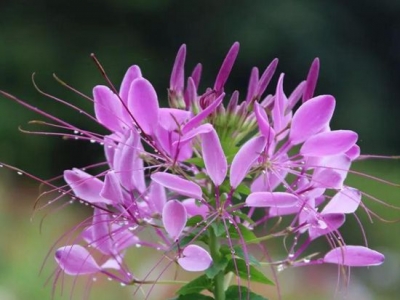 公園常見的花有哪些？