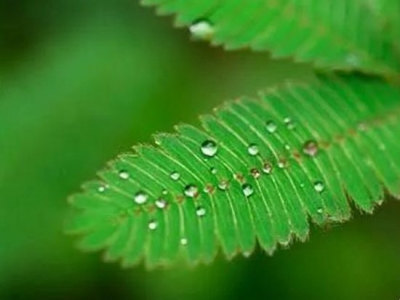 【含羞草種子】含羞草要怎么養(yǎng)護(hù)？