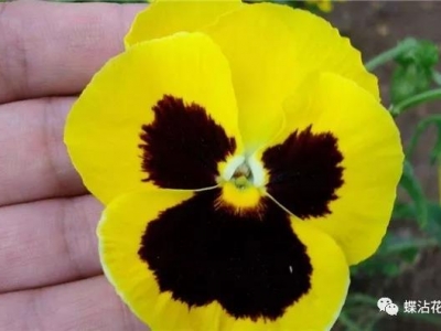 三色堇“人面花”需要如何養(yǎng)殖？