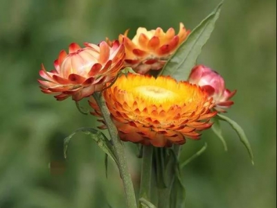 麥稈菊怎么養(yǎng)護開花美？