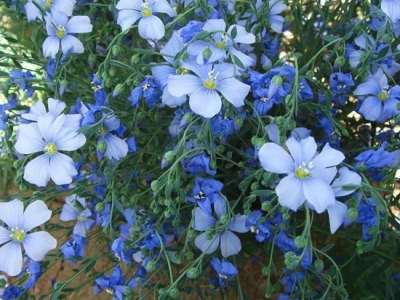 盆栽藝術(shù)品，精巧可愛(ài)的蘭花亞麻