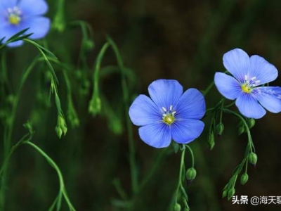 花語(yǔ)優(yōu)美、樸實(shí)之藍(lán)花亞麻，最低調(diào)的選擇