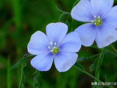 藍(lán)花亞麻清淡素雅，優(yōu)美樸實(shí)低調(diào)選擇