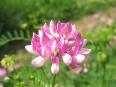 介紹小冠花栽種知識，了解之后讓您的花朵開的更加美艷