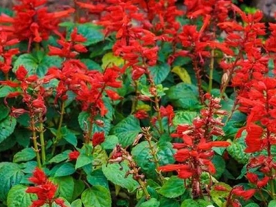 一串紅養(yǎng)護很重要，尤其是這幾點