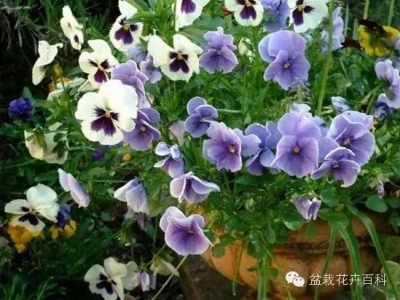 三色堇花：美麗的三色堇與眾不同的花色，快來看看怎么養(yǎng)護的吧