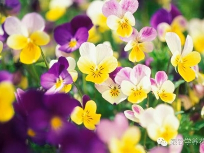 三色堇怎么養(yǎng)好？這樣做，花開不停