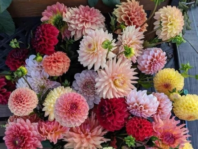 小麗花這樣養(yǎng)護，四季開花，連連爆盆