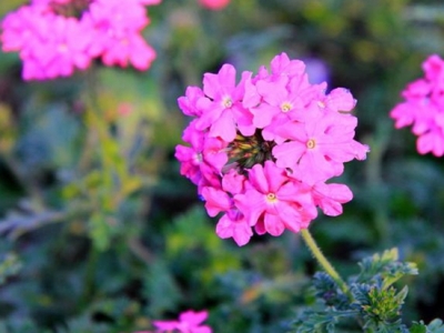 美女櫻怎樣養(yǎng)護(hù)花量多？注意以下幾方面，美女櫻輕松開(kāi)爆盆