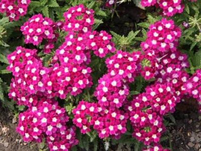 美女櫻的花語(yǔ)是？