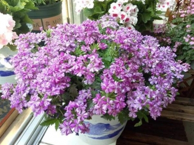 美女櫻---可用作花壇、花境材料，也可盆栽