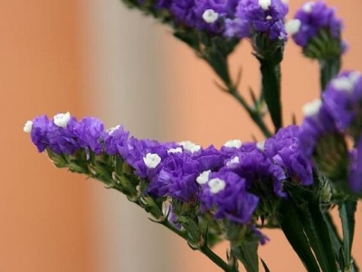 寓意永恒的勿忘我補(bǔ)血草，花中情種，你怎么能不會(huì)養(yǎng)？