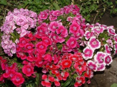 多年生草本植物，觀賞花卉常夏石竹的種植技術(shù)詳情